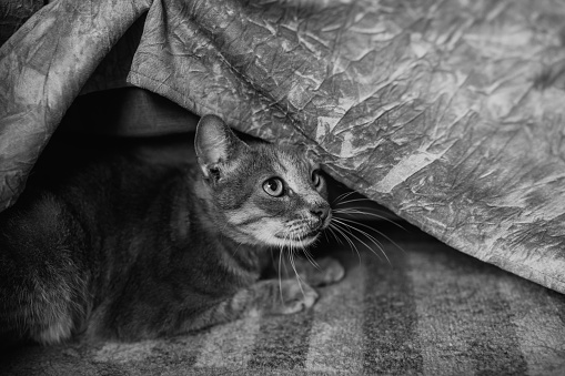 Gray cat hiding under bed cover