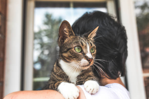 Domestic cat in owners arms Domestic cat in owners arms broad catch stock pictures, royalty-free photos & images