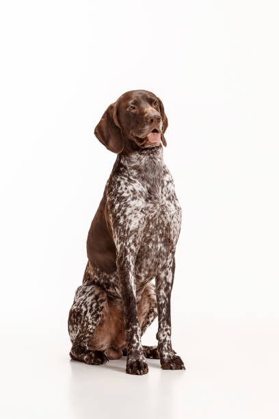istock German Shorthaired Pointer - Kurzhaar puppy dog isolated on white background 1045954612