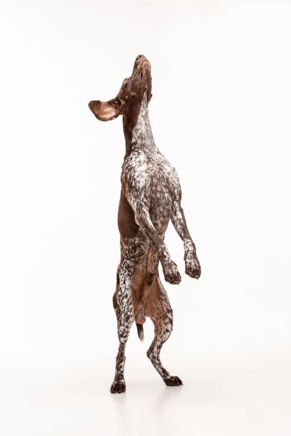 istock German Shorthaired Pointer - Kurzhaar puppy dog isolated on white background 1045956450