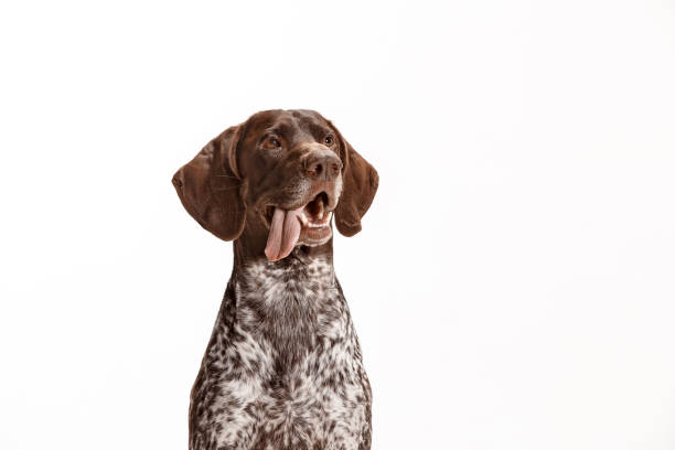 istock German Shorthaired Pointer - Kurzhaar puppy dog isolated on white background 1045956660
