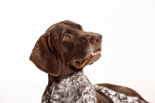 istock German Shorthaired Pointer - Kurzhaar puppy dog isolated on white background 1045956662
