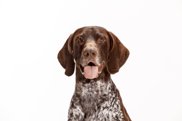 puntatore a pelo corto tedesco - cane cucciolo kurzhaar isolato su sfondo bianco - cracco foto e immagini stock