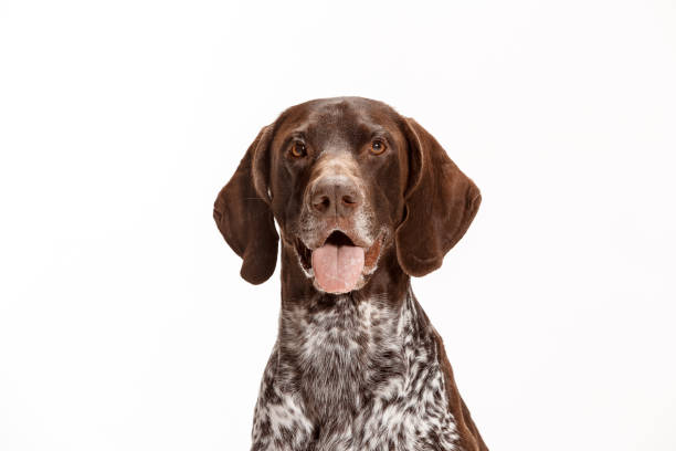 istock German Shorthaired Pointer - Kurzhaar puppy dog isolated on white background 1045956666