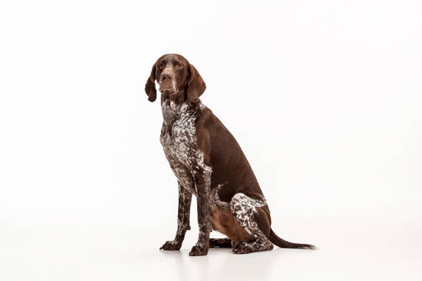 istock German Shorthaired Pointer - Kurzhaar puppy dog isolated on white background 1045956744