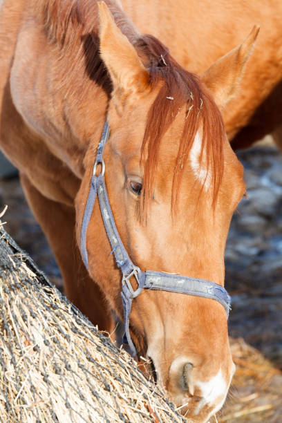 istock beautiful brown horse eating grass on a farm 1045957580
