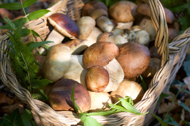 close up of  boletus edulis inside a wicker basket