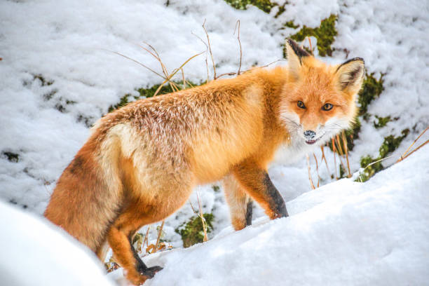 istock The nose in the snow 1045958048