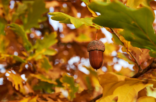 Natural green acorn of unripe wild walnut against a trunk