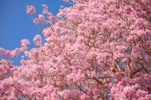 istock Tabebuia rosea is a Pink Flower neotropical tree 1045960262