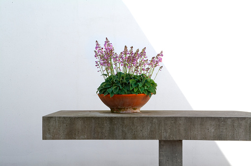 Flower pot on outdoors table made of concrete
