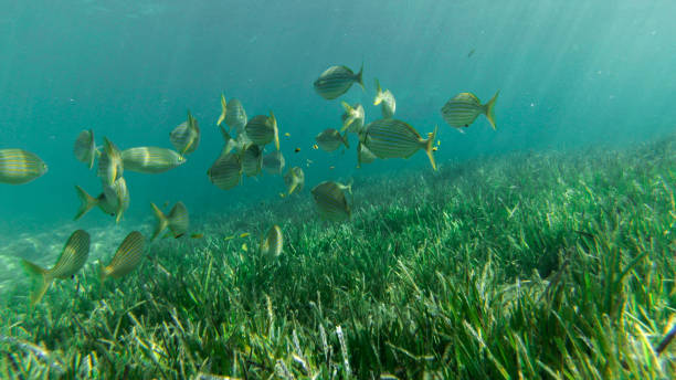 istock live underwater in a paradise island 1045976480