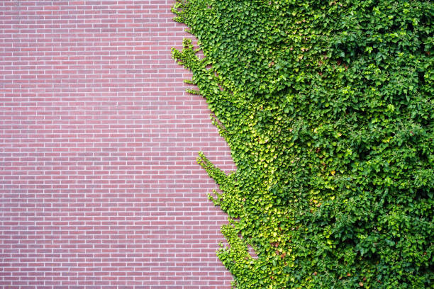 istock Wild grape on the wall of an old building. 1045982308