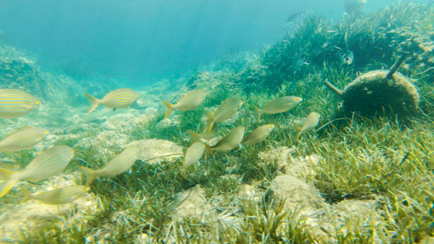 istock live underwater in a paradise island 1045983090