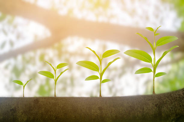 grüne pflanze wächst wachstum im sonnenschein beleuchtung und naturholz bokeh hintergrund. ökologie geschäftskonzept erhöhung finanzielle fortschritte. tag der erde - plant environment stock-fotos und bilder