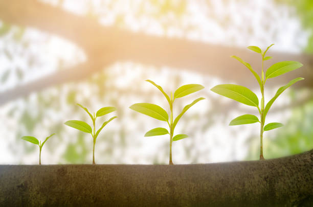 green plant growing growth in sunshine lighting and natural tree bokeh background. ecology business increase financial progress concept. earth day - concepts and ideas nature imagens e fotografias de stock
