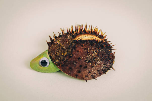 istock Hedgehog made of chestnut 1045987210