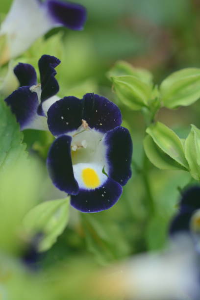 istock Flowers and fruit in Alexandria VA 1045994474