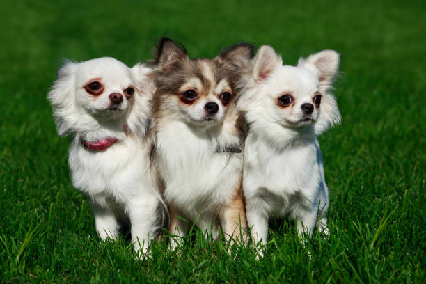 Dog breed Chihuahua Three chihuahua dogs stand on green grass dog group of animals three animals happiness stock pictures, royalty-free photos & images