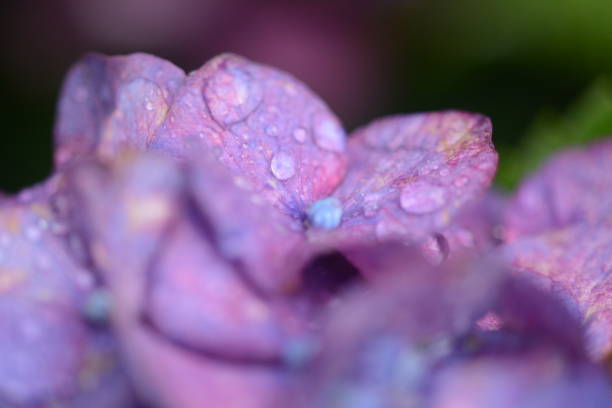 istock Flowers and fruit in Alexandria VA 1045996692
