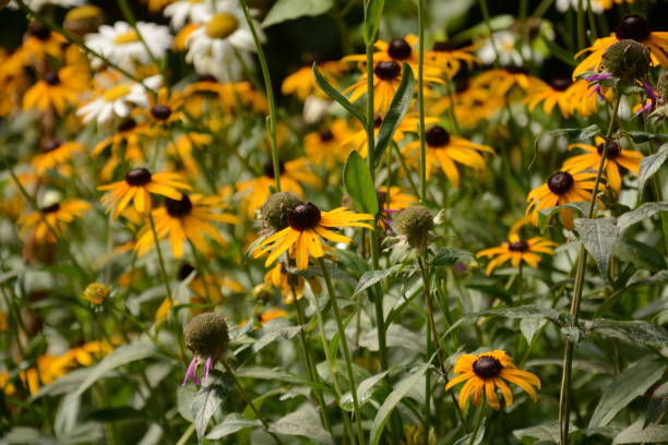 Flowers and fruit in Alexandria VA