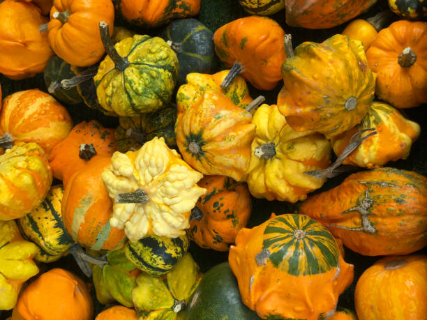 istock assortment of ornamental pumpkins 1046000450