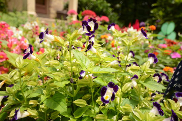 Flowers and fruit in Alexandria VA