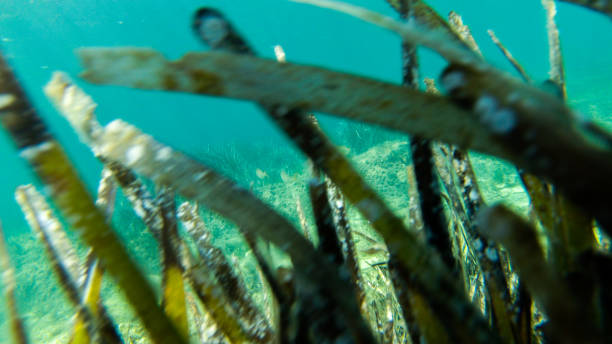 istock live underwater in a paradise island 1046005404
