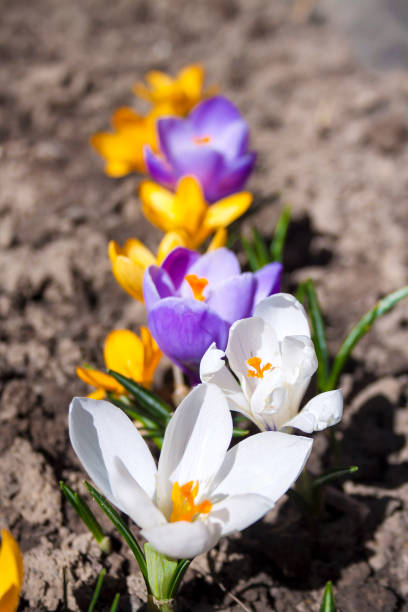 istock Colorful crocus flowers on the spring sunny day 1046005686