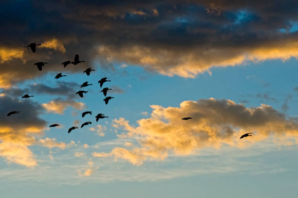istock Geese in Flight at Dawn with Clouds and Color 1046005906