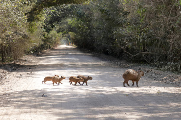 istock Capybara family crossing a road 1046008340