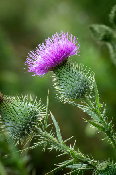 istock Closeup of a Thistle 1046008352