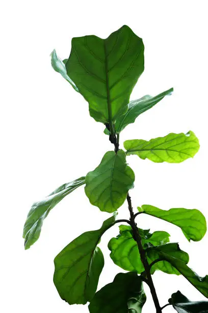 Photo of Green leaves of fiddle-leaf fig tree (Ficus lyrata) the popular ornamental tree tropical houseplant isolated on white background, clipping path included.