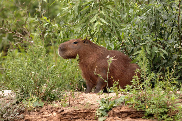 istock Capybara in the Brazilian Pantanal 1046010148