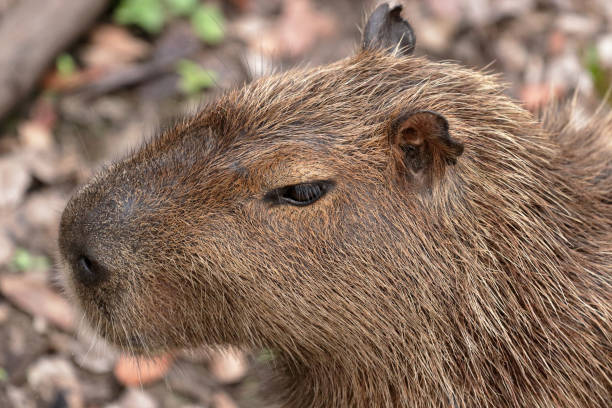 istock Close up of a capybara 1046011480