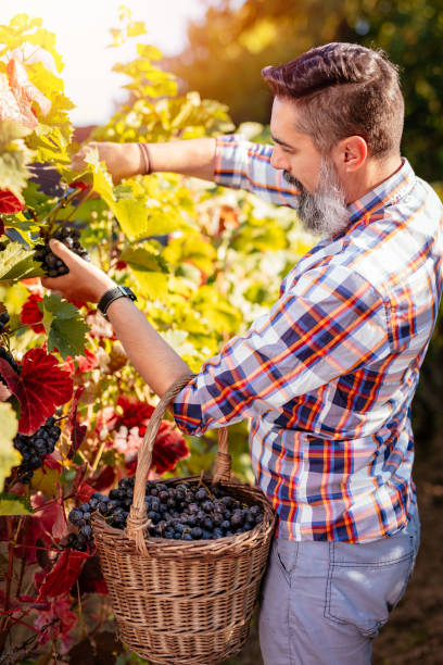 Vineyard Harvest