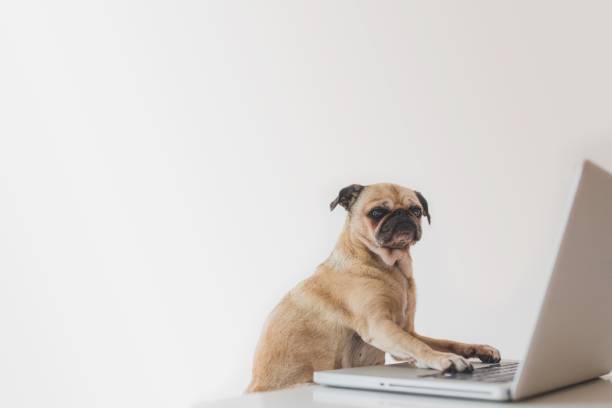 istock Business Pug Working On Laptop Photo 1046017102