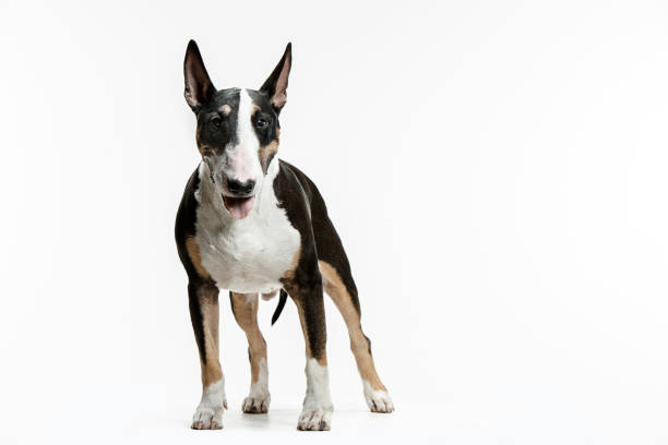 Bull Terrier type Dog on white background Bull Terrier type Dog on white studio background bull terrier stock pictures, royalty-free photos & images