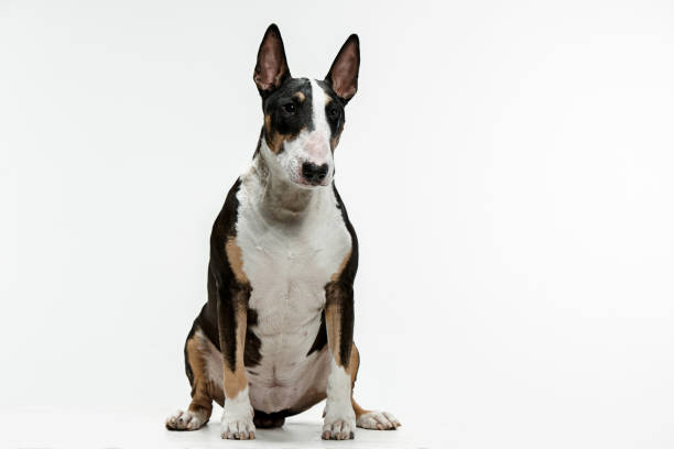 istock Bull Terrier type Dog on white background 1046020894