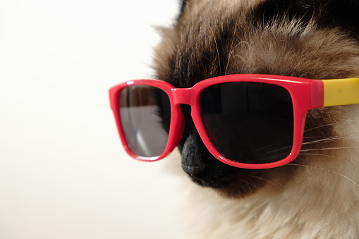 Funny cat with sunglasses beaty portrait cute domestic, balinese