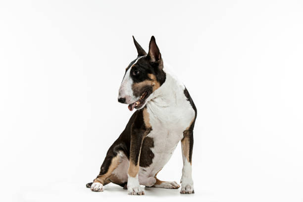 Bull Terrier type Dog on white background Bull Terrier type Dog on white studio background bull terrier stock pictures, royalty-free photos & images