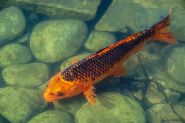 Japan Koifish Carp in Koi pond, KoiCarp in water lake