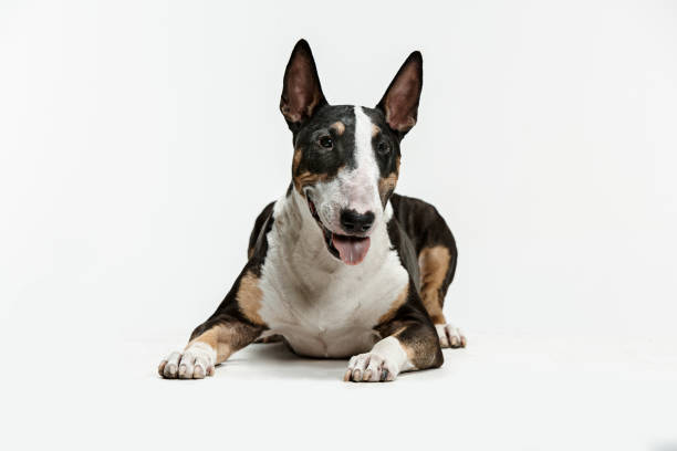 istock Bull Terrier type Dog on white background 1046021726