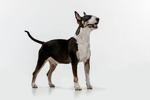 istock Bull Terrier type Dog on white background 1046021956