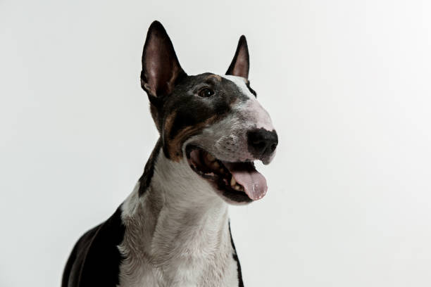 istock Bull Terrier type Dog on white background 1046023046