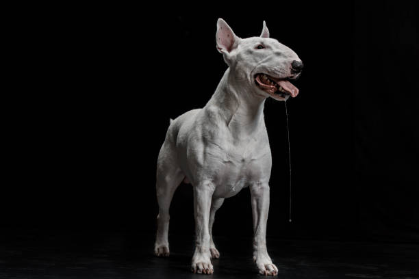 istock Bull Terrier type Dog on black background 1046023100