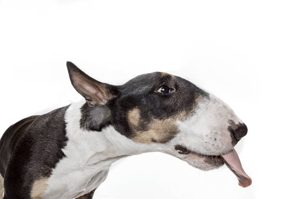 istock Bull Terrier type Dog on white background 1046023110