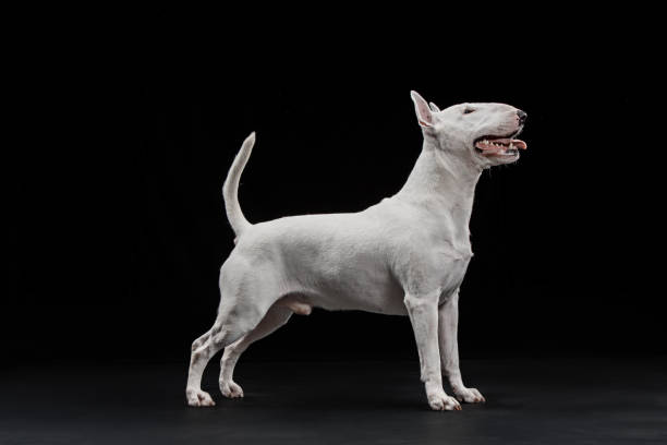 istock Bull Terrier type Dog on black background 1046023114