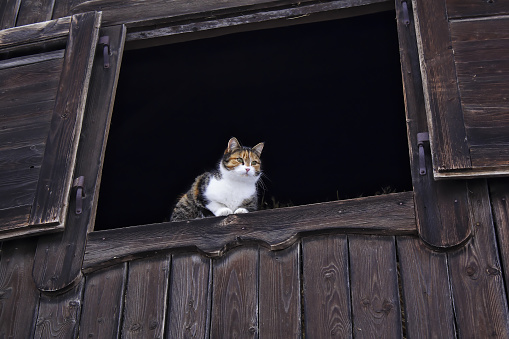 Cats love to watch their surroundings from an elevated point. This cat here has chosen the open window on the first floor of a haystack. She is there safe from enemies and yet largely outdoors.