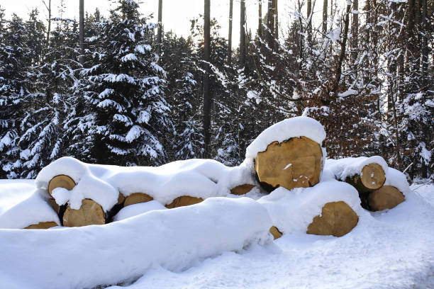 cut down trees in winter in the snow, snow-covered tree trunks, bavaria, germany - lumber industry cold day forest imagens e fotografias de stock